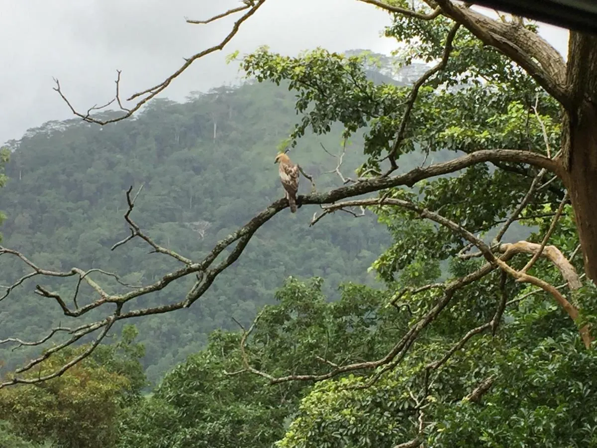 Homestay Rohana Estate Lodging & Camping Kandy