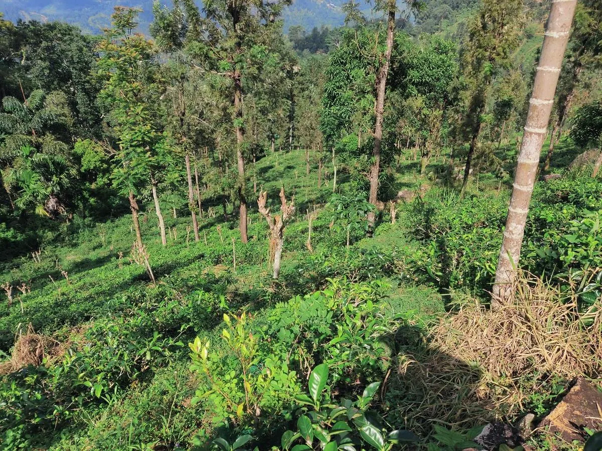 Rohana Estate Lodging & Camping Kandy