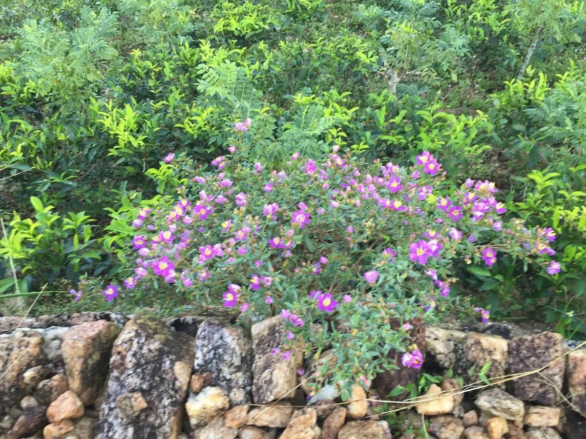 Homestay Rohana Estate Lodging & Camping Kandy