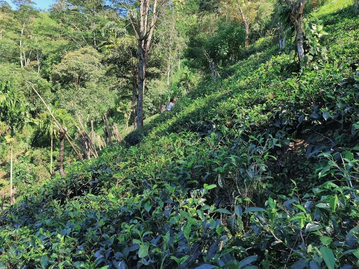 Homestay Rohana Estate Lodging & Camping Kandy Sri Lanka