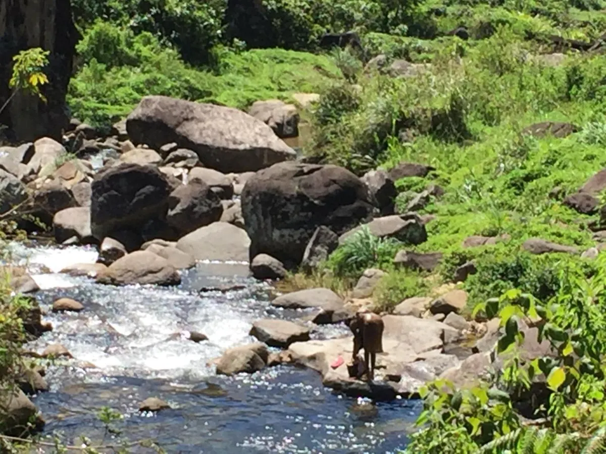Rohana Estate Lodging & Camping Kandy
