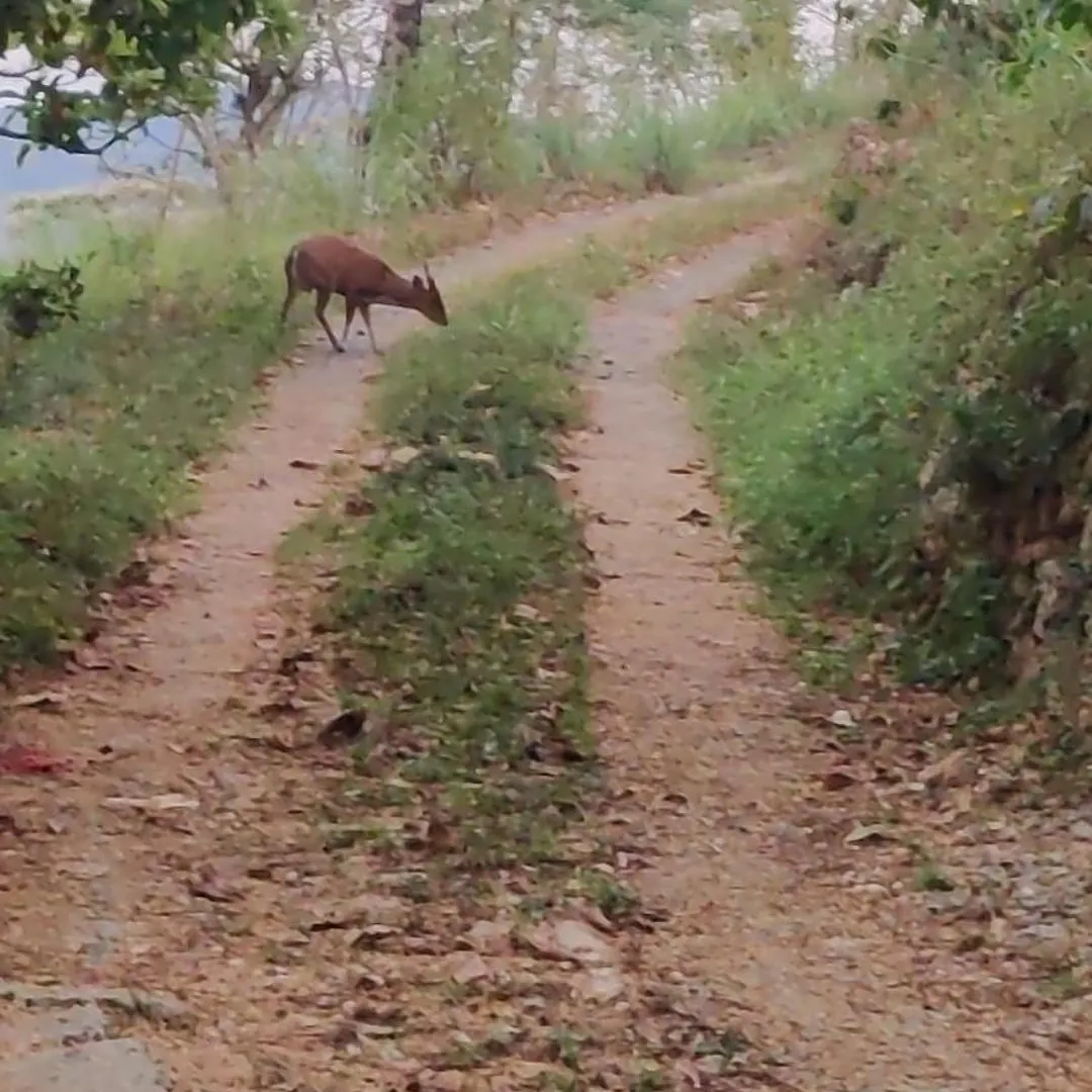 Rohana Estate Lodging & Camping Kandy